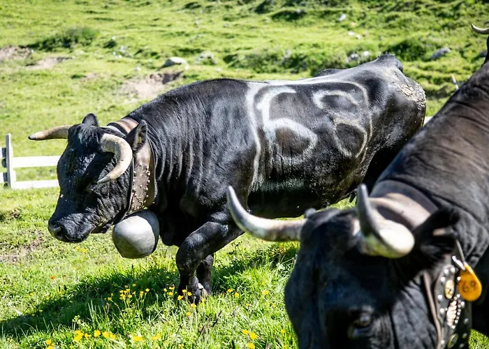 Tignousa De Groupes Et Individuels *