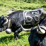 Tignousa De Groupes Et Individuels *