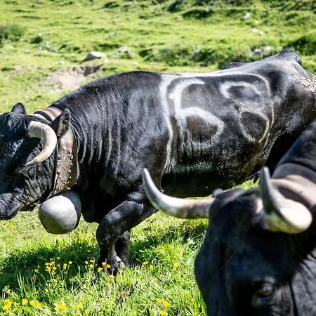 Tignousa De Groupes Et Individuels *